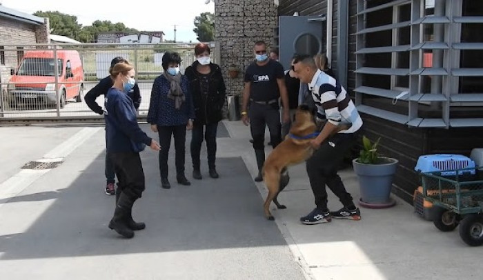 Eight months after Bandit went missing the people from SPA de Montpellier contacted Farid