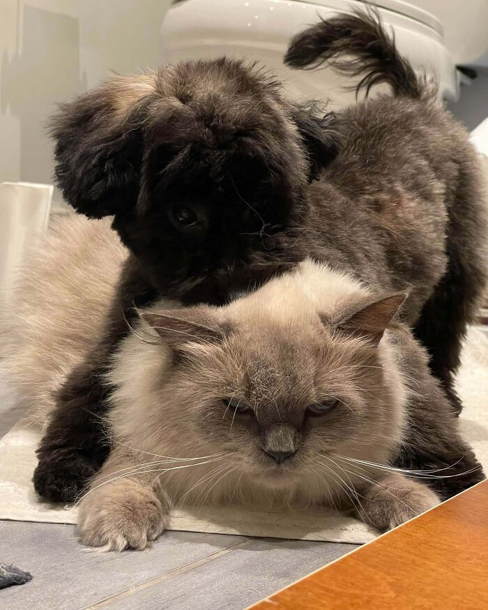"They Do Everything Together"