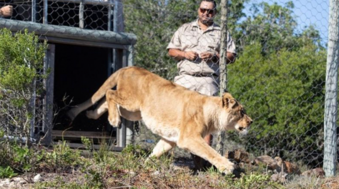 Angela, Bellone, Saida, and Louga were born and raised in captivity