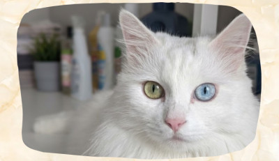 Maine Coon Blue Eyes: Can Maine Coons Have Blue Eyes?
