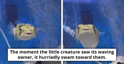 Porcupinefish Loves Interacting With Its Hooman, Smiles, And Waves Back With Its Fins When Greeted