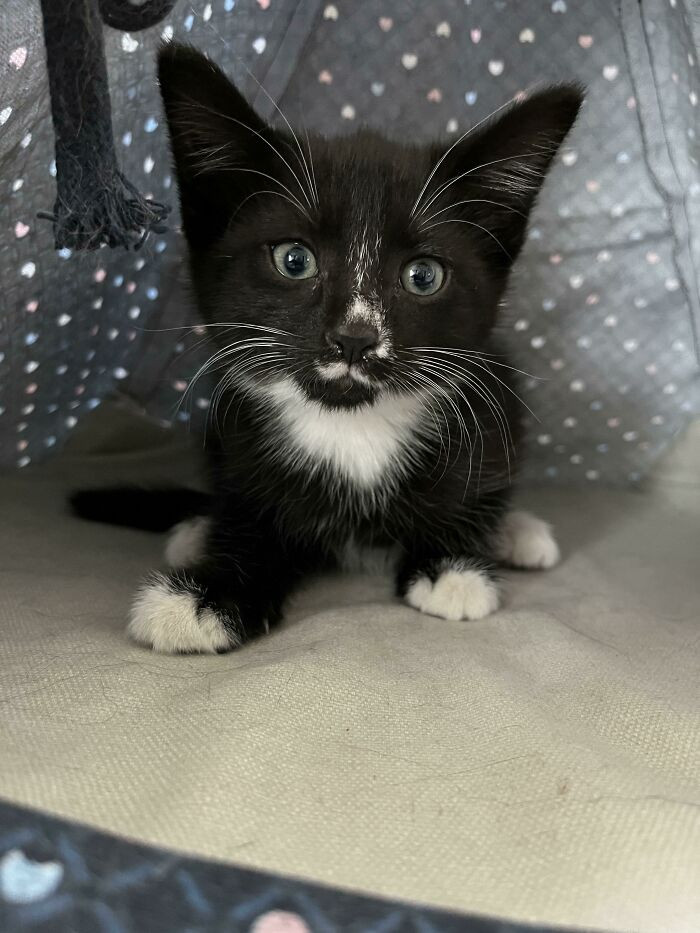 14. "Saw A Sign That Said Free Kittens, So Now I Have A Free Kitten"