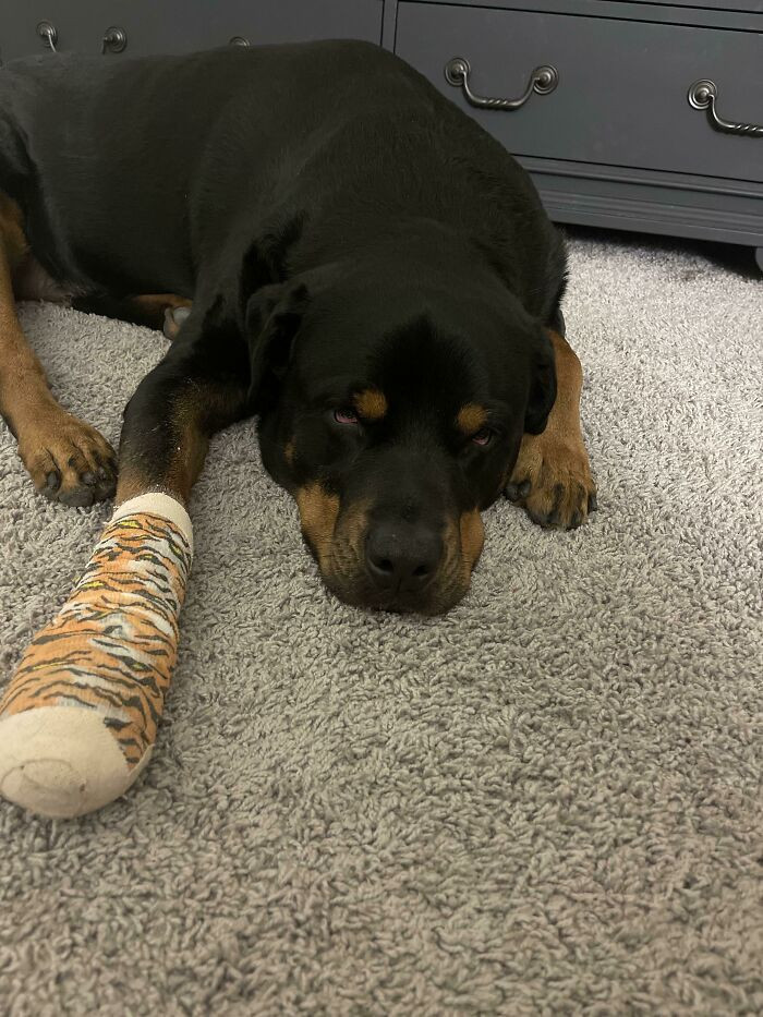 "Just A Broken Nail. Big Dog, Bigger Drama"