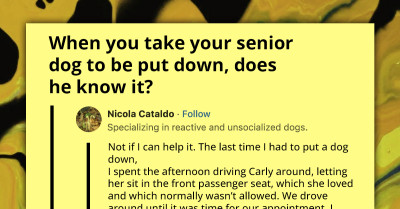 Netizens Share Heartfelt Insights Into How Senior Dogs React When Owners Take Them To Be Put Down
