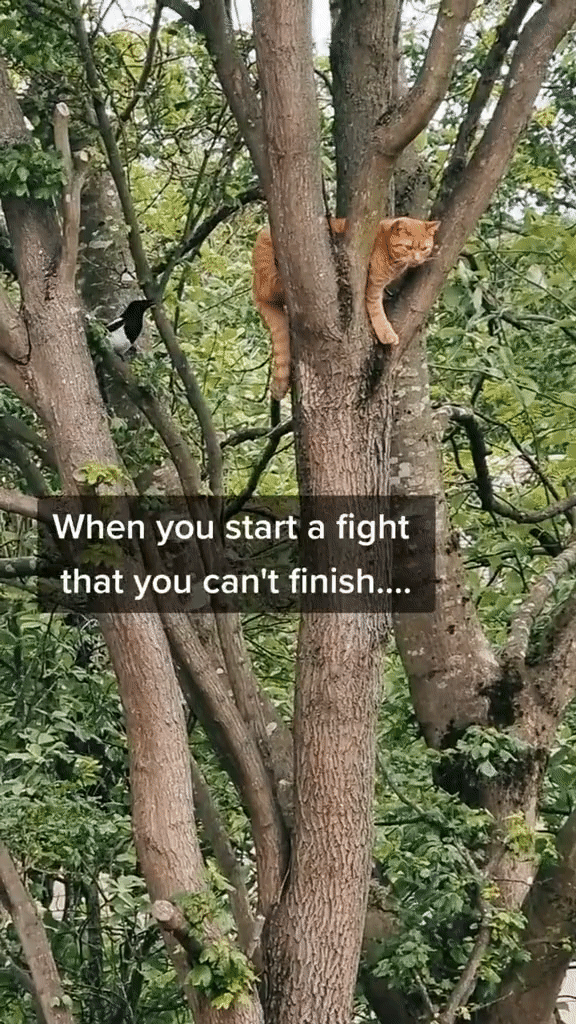 Magpies can be very defensive and swoopy - especially when protecting their young.