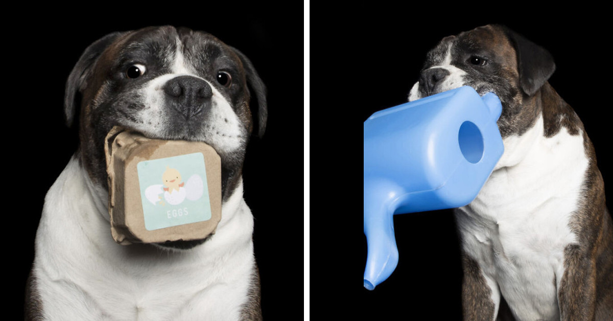 13 Adorable Photos Of A Dog Holding Different Items So Endearingly Will Melt Your Heart