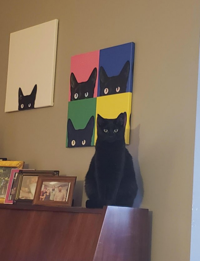 15. A cat that plays too many stealth games