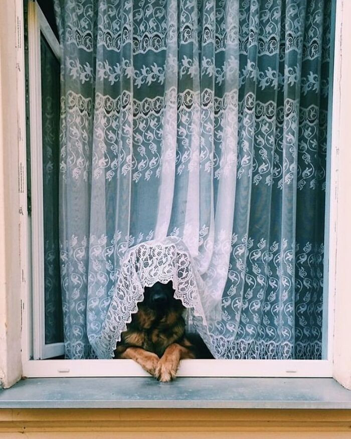 20. This german shepherd tried to window-watch, but the curtain had other plans