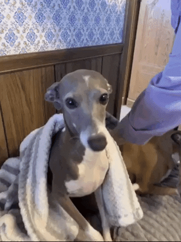 13. Italian Greyhounds