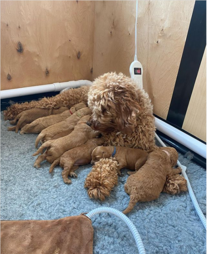 34. Tossled golden curls abound