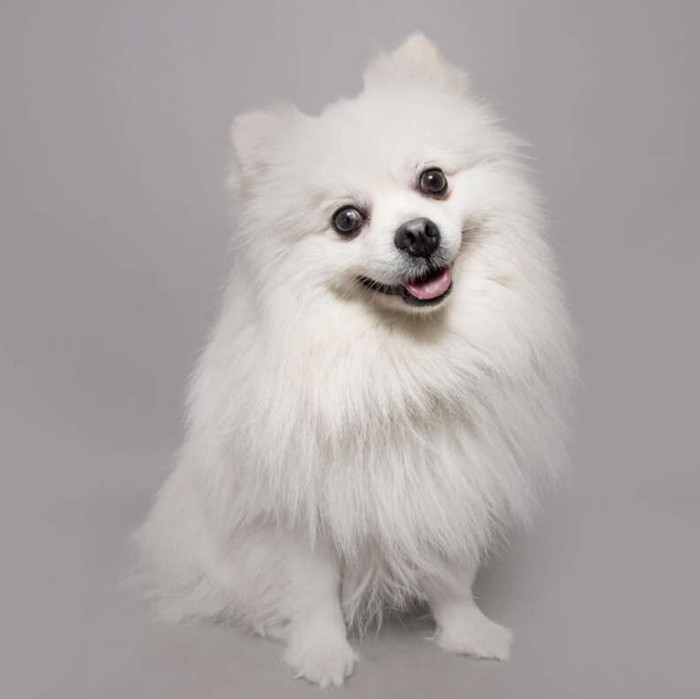 This is Polo — a super sweet pup with a heart of pure gold, and what he most definitely isn’t is just a fair-weather friend.