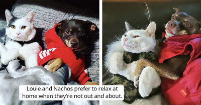 Adorable Cat and Dog BFFs Star in Their Own Version of Fast and Furious