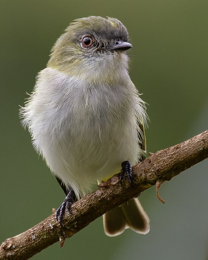 Gray-Headed Elaenia