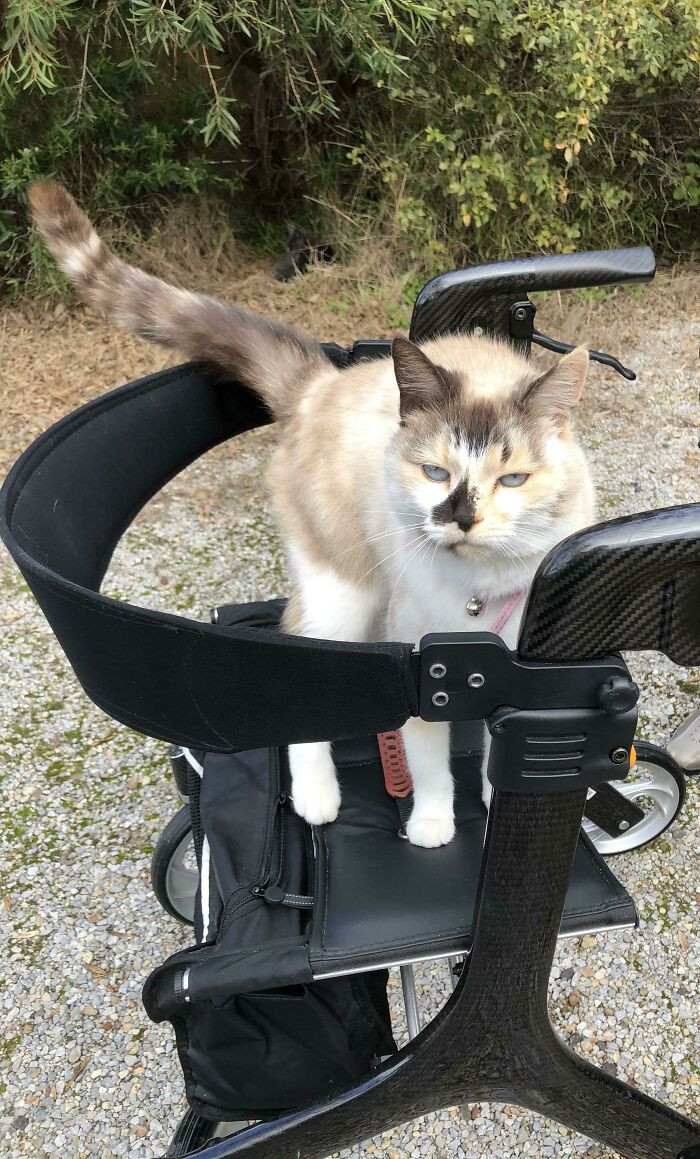 16. My Neighbour's Cat Has Realised My Mum Can’t Bend Down To Pat Her Anymore, So She Jumps Up On Her Walker To Say A Quick Hello When She Sees Her