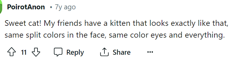Some people just wanted to come to the comments to admire the cat and talk about how cute it was or its features.
