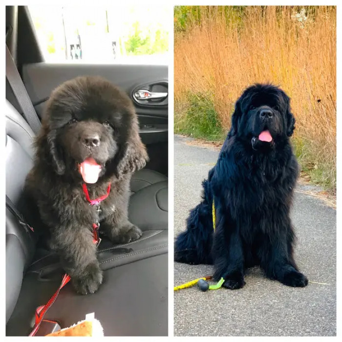 12. Paddington's tongue has always been and will always be out.