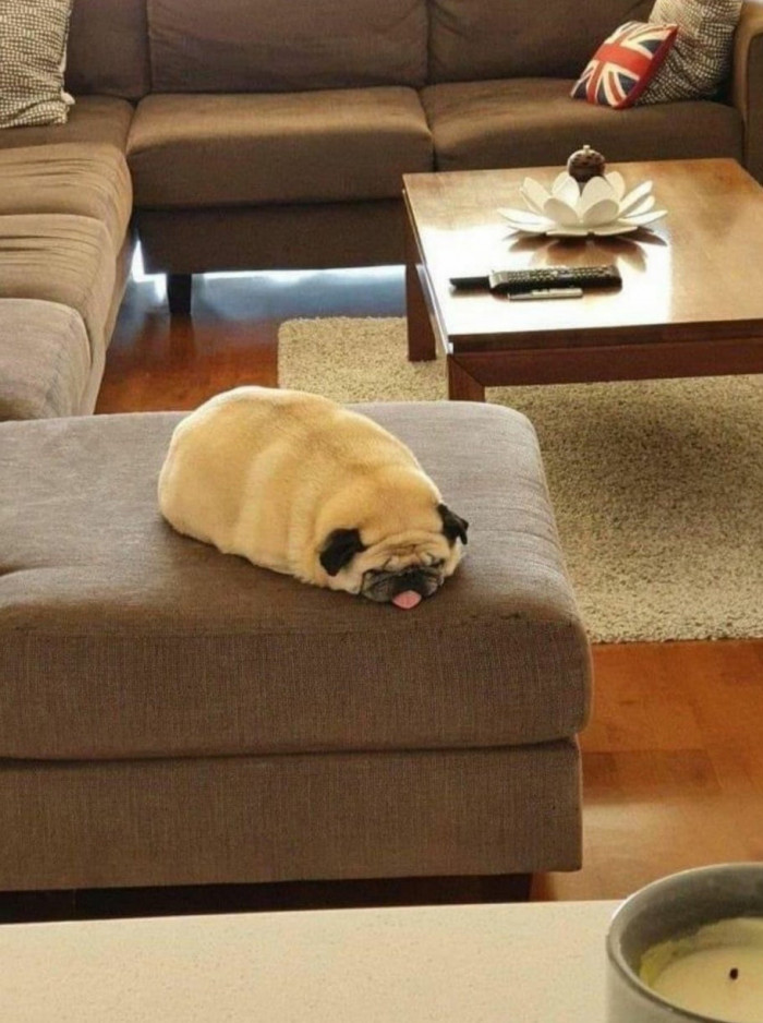 Tiny crocheted kitty couch with a cat sploot-loaf, pets as emotional support.