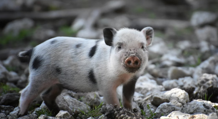 Kunekune Pigs