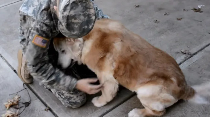The 13-Year-Old Golden Retriever Has a Heart-Melting Reaction When She Realizes Her Owner Is Finally Back Home