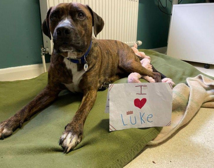 Luke is really a big softy and enjoys nothing more than snuggling up to his favorite people