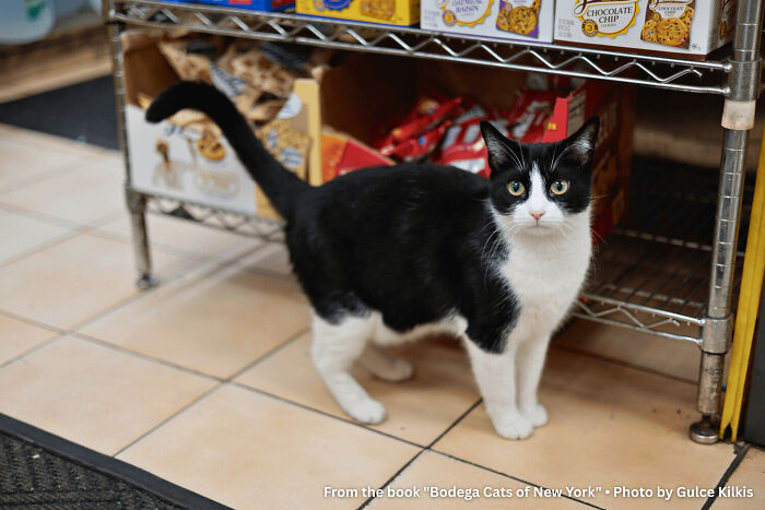 "Cookie The Bodega Cat: The Owner Says 14,000 People Visit His Store Every Year Just To See Her. NPR Came. The New York Times Came. She Slept Through All Of It"