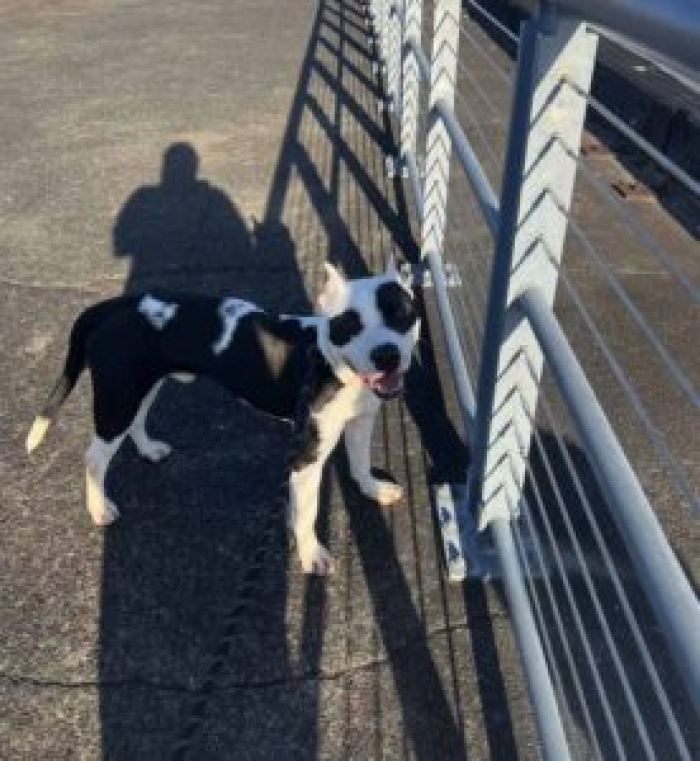 Cow, the striking dog, was found tied to a fence outside the Louisiana SPCA facility in January