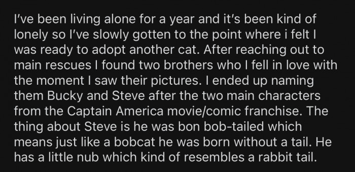 Op decided to adopt two brother kittens and named them Bucky and Steve.