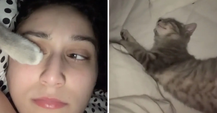 Peanut the pet clings to her human, refusing to be left behind.