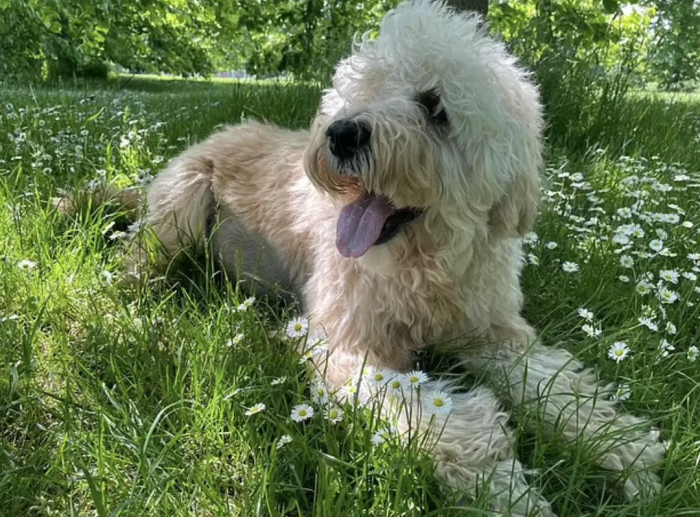 Monty, a 10-year-old dog, had been Carlos's partner in crime on numerous walks and hikes all over the country.