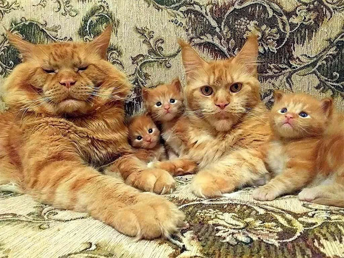 5. Habsburg Royal Family