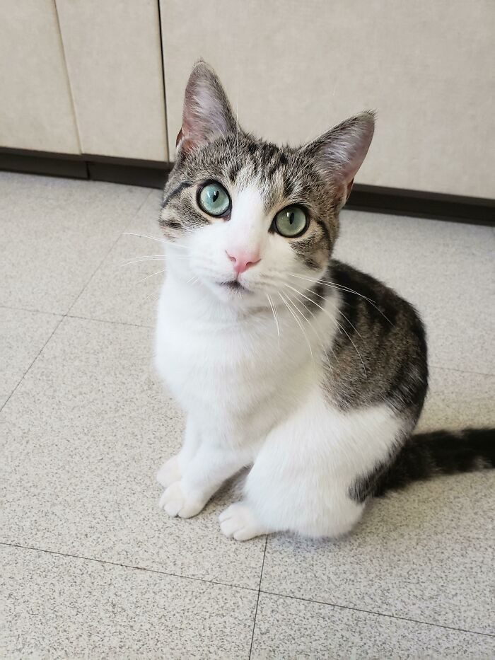 20. "I adopted an 8-month-old today. Her name is Noodle."