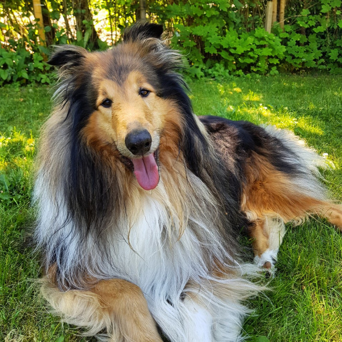 19. "Bear enjoying some shade after fetching a ball."