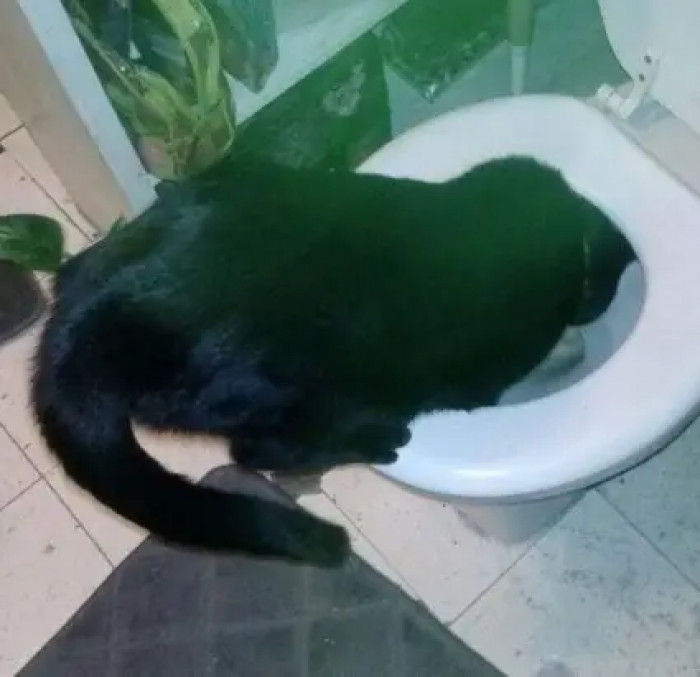 9. The toilet is calling