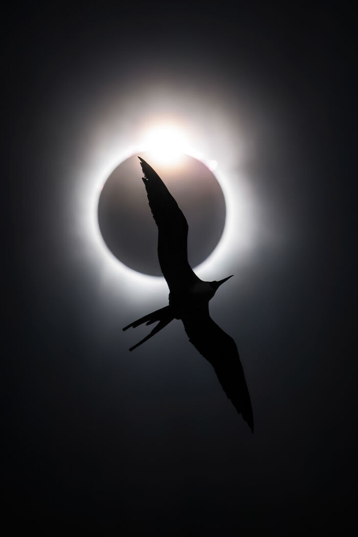 Birds In Flight, Gold Award And Bird Photographer Of The Year 2025: The Frigatebird And The Diamond Ring By Liron Gertsman, Canada