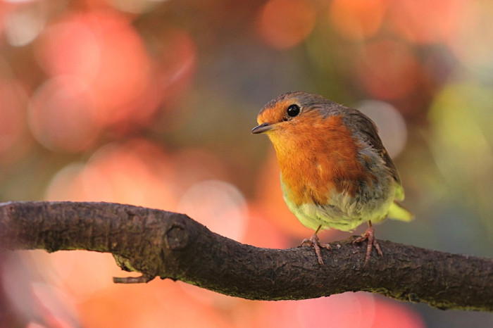 What Warm-Blooded Means for Birds