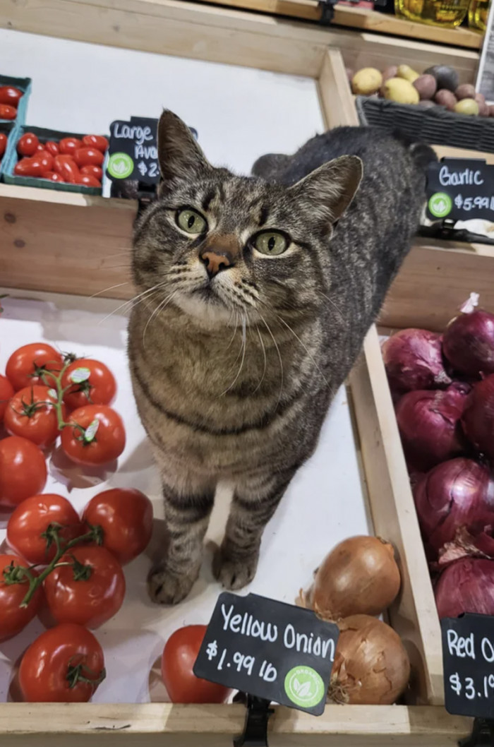 1. "Not my cat has wares if you have coin."