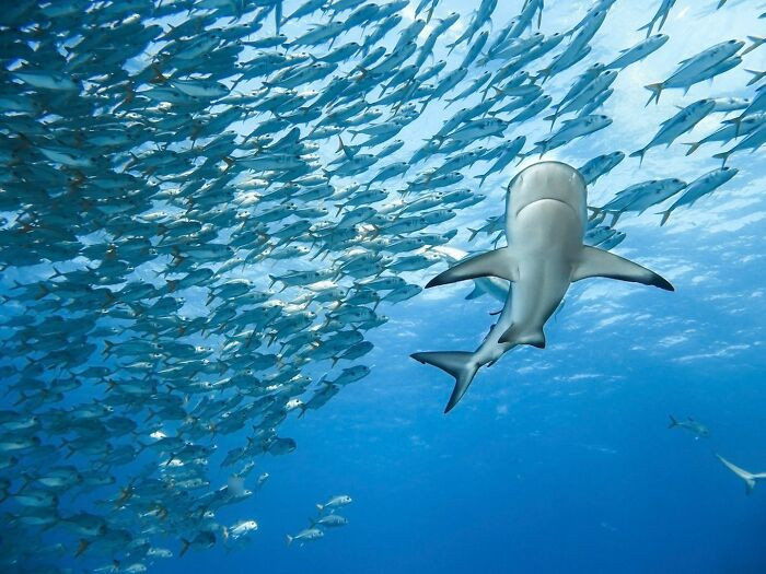 “Blending In” By Gillian Shark