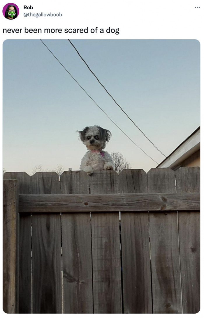 35. Her name is Junebug, not Pennywise, you jerks