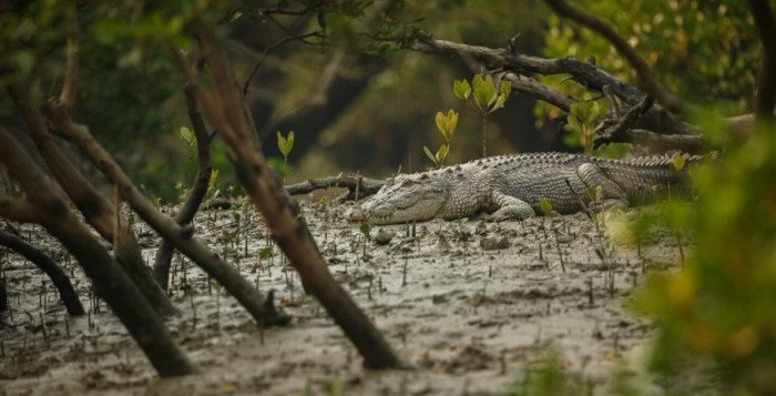 Crocodile Facts About Their Bodies
