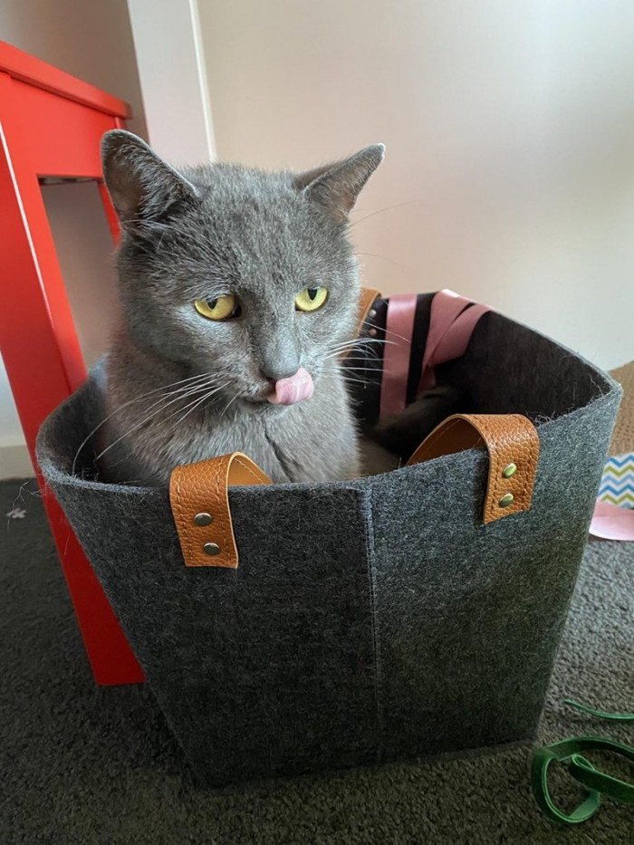 6. It is pure enjoyment for this cat relaxing here