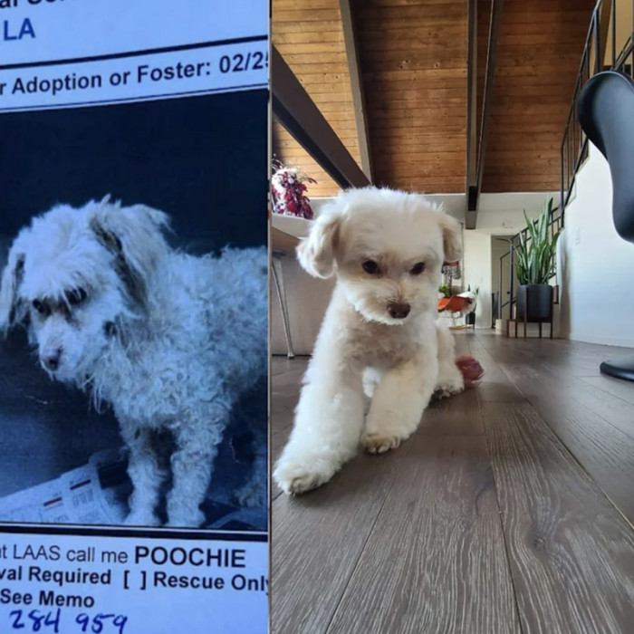 6. "This is Poochie before and after adoption. The goodest boy."