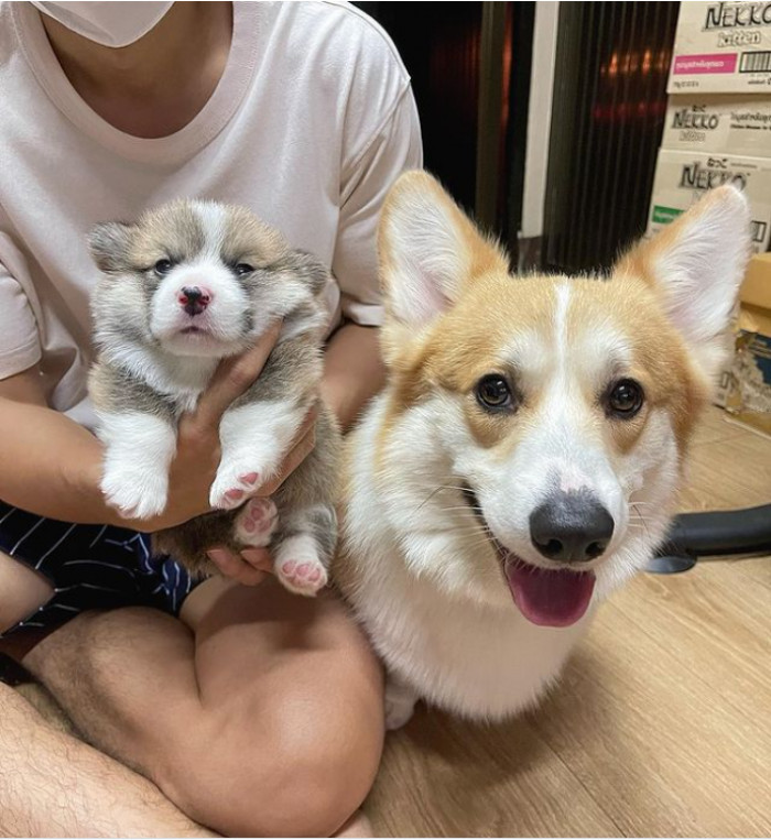 7. The chonkiest and cutest little corgi baby