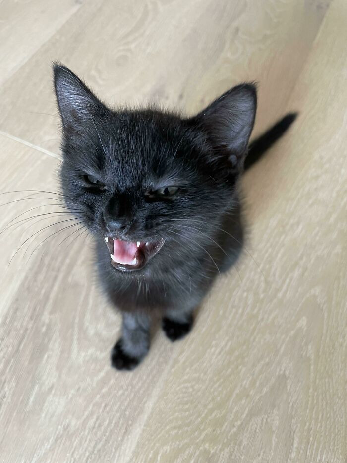 31. Little fierce cat.