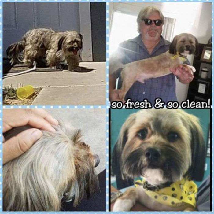 Shirley took the dog to the groomer and wonders if he has ever been to the vet, given the state of his coat