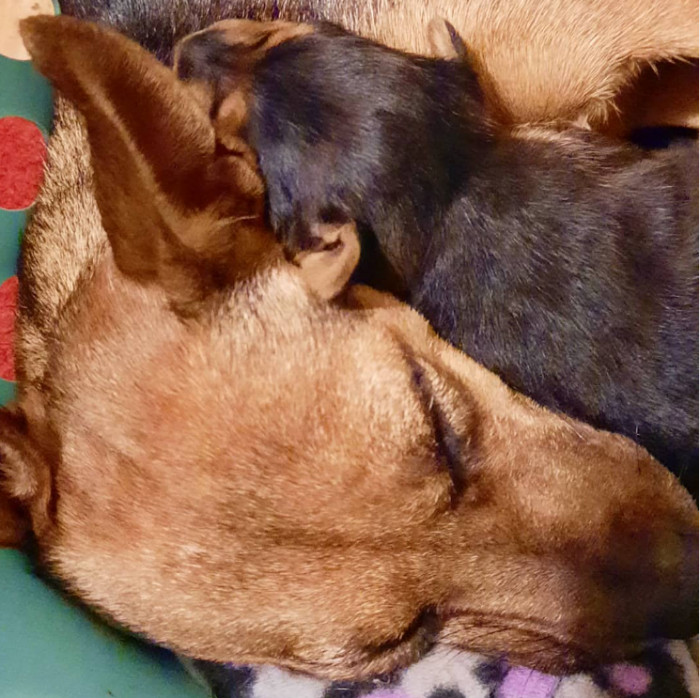 17. Naptime snuggles