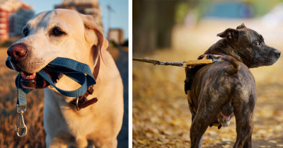 How Long Should You Walk Your Dog? Not Every Breed Is The Same.