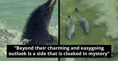 Witness the Mastery of Meal Planning Displayed by Dolphins as the Awesome Ocean Moment Is Captured on Camera