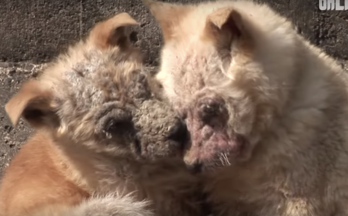 They look like they're happy to be together, but we know they were so very sad.