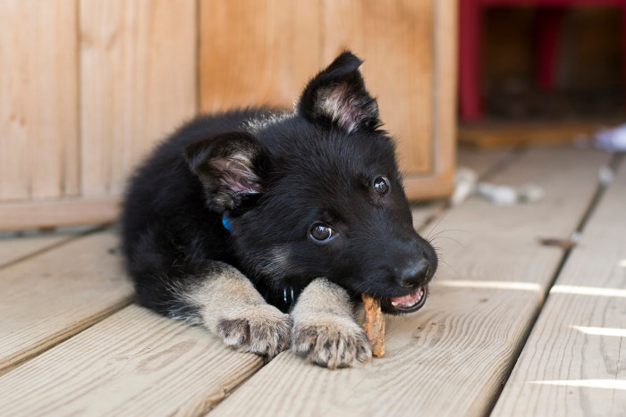Daniel's story ended on a good note, and he is living his best life, but so many dogs and other animals are still in need of help