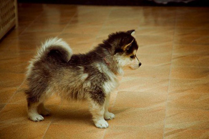 12. Pomsky, which is a Pomeranian & Husky Cross